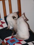 kittens - 071307 19